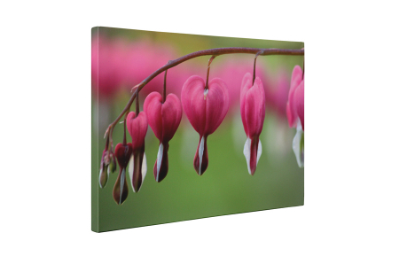 Tablou canvas : Lacrima inimioarei [4]