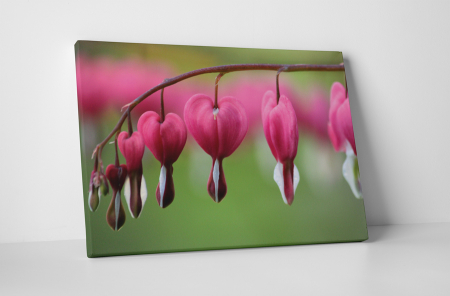Tablouri Canvas - Tablou canvas : Lacrima inimioarei