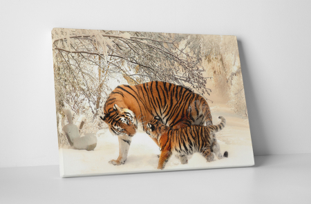 Animale - Tablou canvas : Familie de tigri