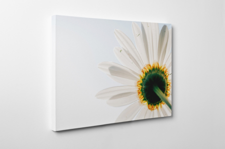Tablou canvas : Floare alba [2]