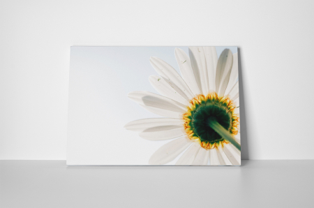 Tablouri Canvas - Tablou canvas : Floare alba