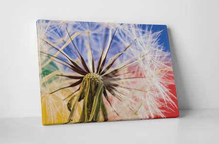 Tablouri Canvas - Tablou canvas : Papadie colorata