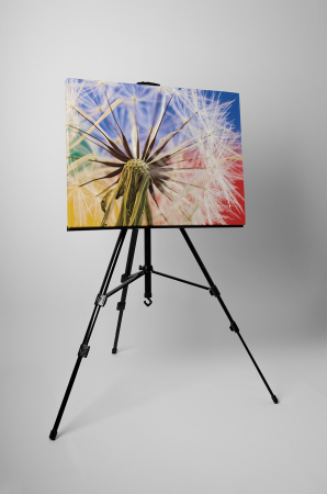 Tablou canvas : Papadie colorata [2]