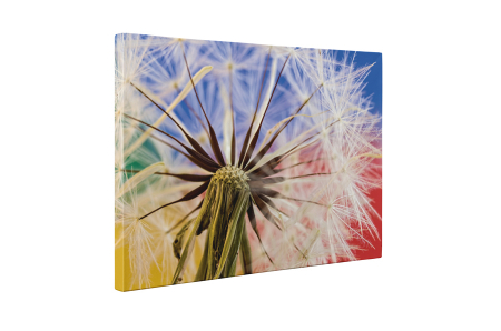 Tablou canvas : Papadie colorata [4]