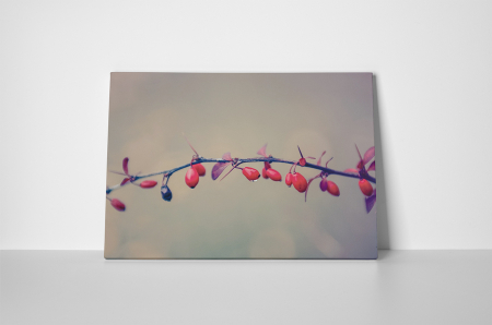 Tablou canvas : Macese coapte [1]