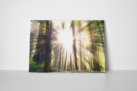 Tablouri Canvas - Tablou canvas : Gorgeous Clearing