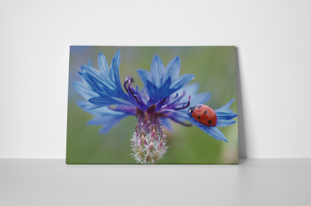 Tablou canvas : Floarea albastra [1]
