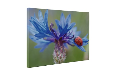 Tablou canvas : Floarea albastra [4]