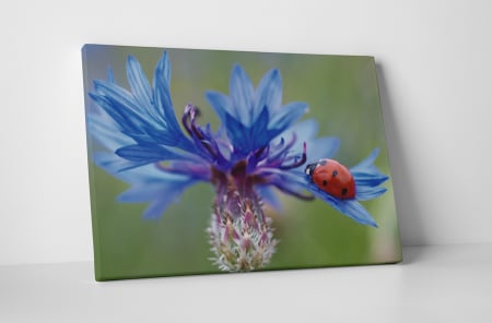 Tablouri Canvas - Tablou canvas : Floarea albastra