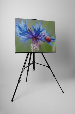 Tablou canvas : Floarea albastra [2]