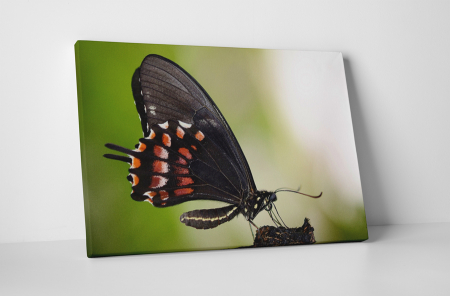 Tablouri Canvas - Tablou canvas : Fluturele negru