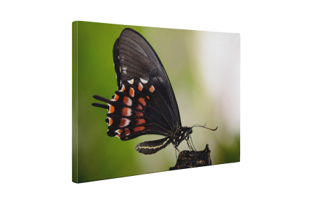 Tablou canvas : Fluturele negru [4]