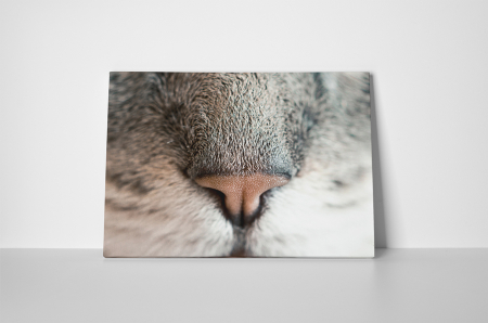 Tablou canvas : Nas de pisicuta [1]