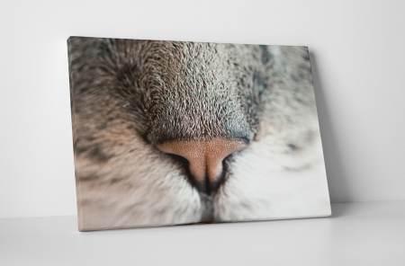 Animale - Tablou canvas : Nas de pisicuta