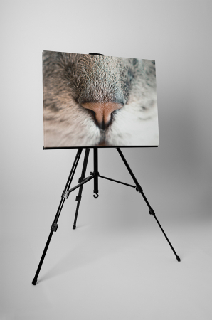 Tablou canvas : Nas de pisicuta [2]