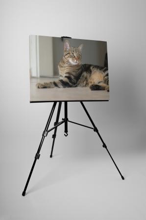 Tablou canvas : Motanul [2]