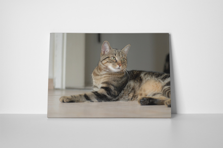 Tablou canvas : Motanul [1]