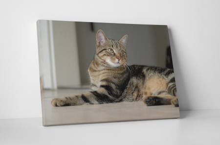 Animale - Tablou canvas : Motanul