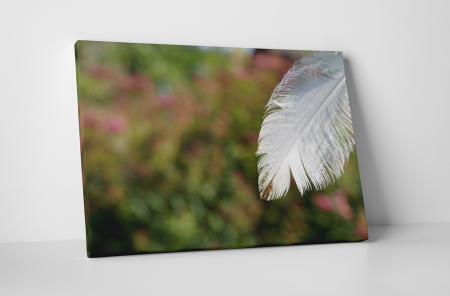 Tablouri Canvas - Tablou canvas : Pana alba