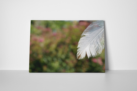 Tablou canvas : Pana alba [1]