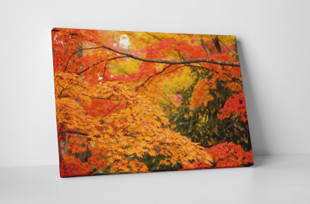 Tablouri Canvas - Tablou canvas : Frunzele toamnei