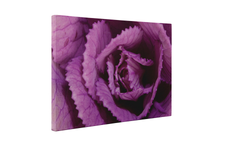Tablou canvas : Varza rosie [4]