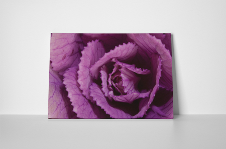 Tablou canvas : Varza rosie [1]