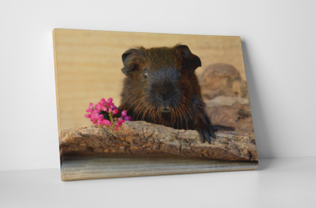 Animale - Tablou canvas : Porcusor de Guineea indragostit