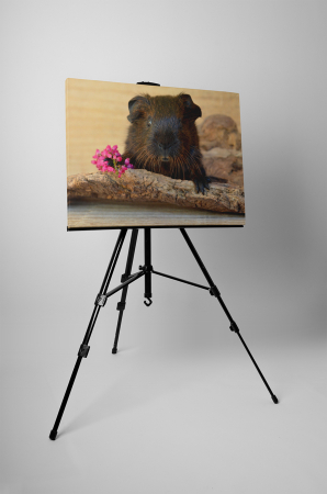 Tablou canvas : Porcusor de Guineea indragostit [2]