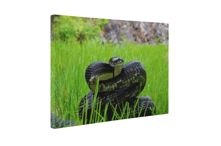 Tablou canvas : Sarpele veninos [4]