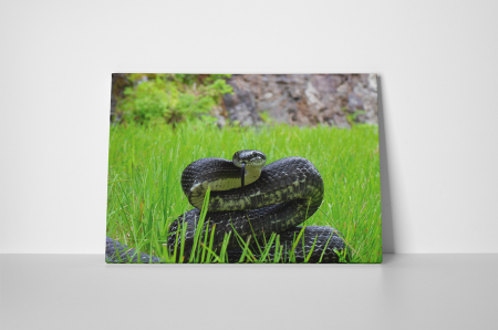 Tablou canvas : Sarpele veninos [1]
