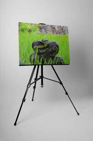 Tablou canvas : Sarpele veninos [2]