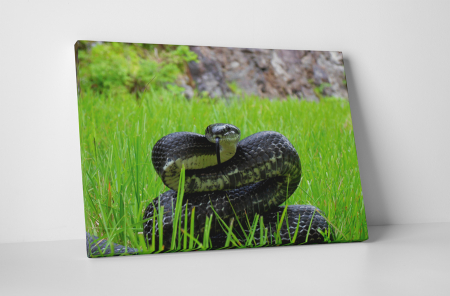 Animale - Tablou canvas : Sarpele veninos