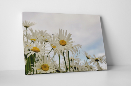 Tablouri Canvas - Tablou canvas : Margarete albe
