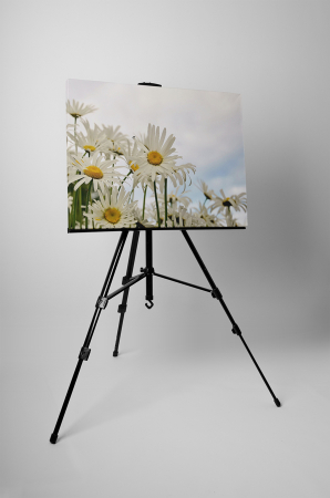 Tablou canvas : Margarete albe [2]