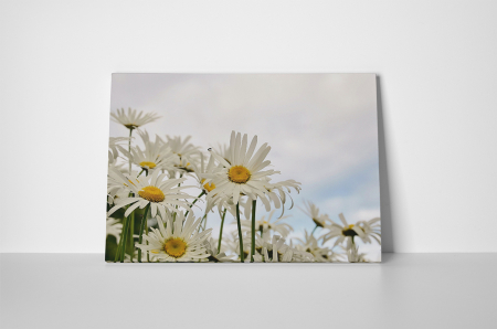 Tablou canvas : Margarete albe [1]