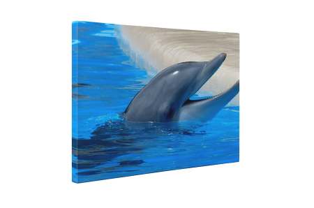 Tablou canvas : Delfin [4]