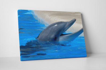 Animale - Tablou canvas : Delfin
