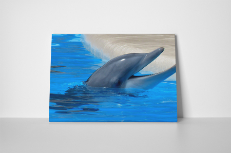 Tablou canvas : Delfin [1]