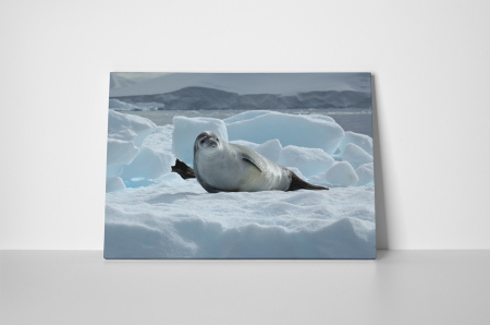 Tablou canvas : Pui de foca [1]