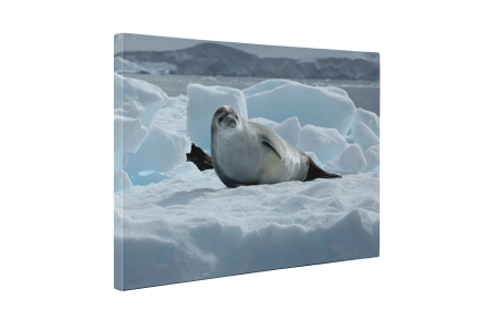 Tablou canvas : Pui de foca [4]