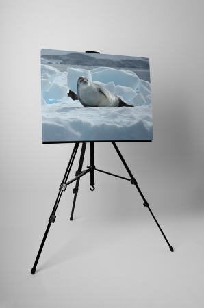Tablou canvas : Pui de foca [2]