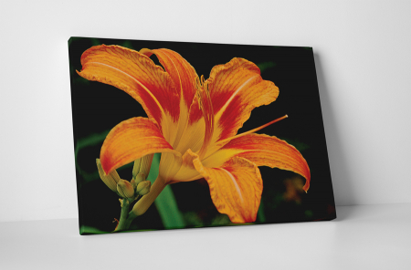 Tablouri Canvas - Tablou canvas : Crinul portocaliu