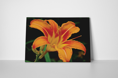 Tablou canvas : Crinul portocaliu [1]