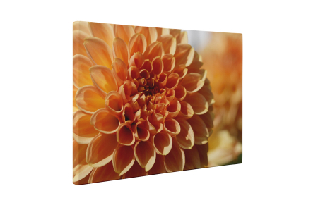 Tablou canvas : Dalie [4]