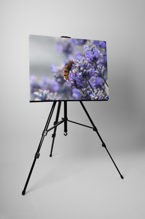 Tablou canvas : Albinuta [2]