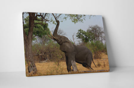 Animale - Tablou canvas : Elefantul