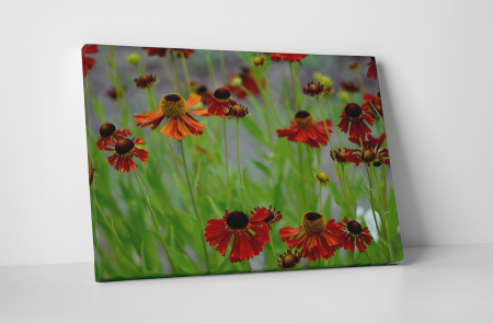 Tablouri Canvas - Tablou canvas : Flori uscate