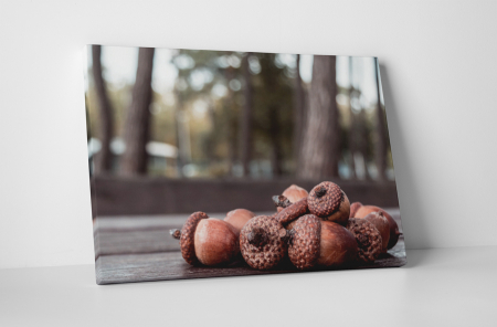 Natură - Tablou canvas : Ghinde