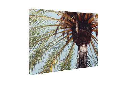 Tablou canvas : Palmier [4]